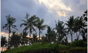 Balis. Openverse nuotr.