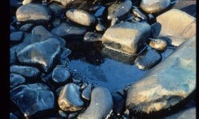 Nafta. Openverse nuotr.