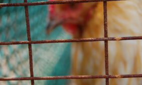 Višta. Openverse nuotr.