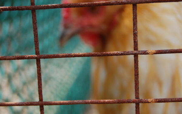 Pažadėjo atsisakyti, bet tyliai grąžino: dalis Lietuvos įmonių vėl prekiauja narvų kiaušiniais