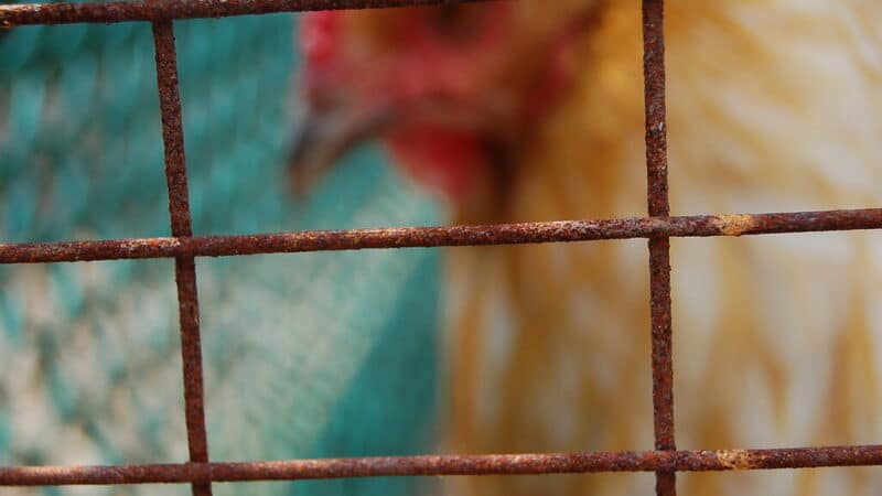 Pažadėjo atsisakyti, bet tyliai grąžino: dalis Lietuvos įmonių vėl prekiauja narvų kiaušiniais