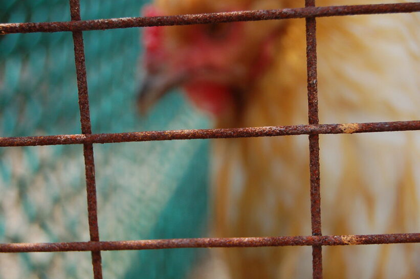 Višta. Openverse nuotr.