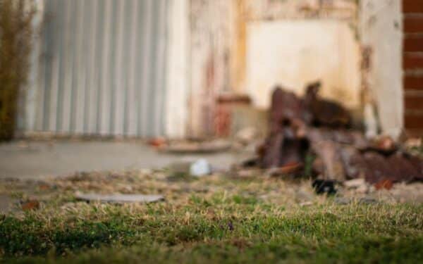 Jau ruošiatės tvarkyti veją po žiemos? Viena klaida gali ją dar labiau sugadinti