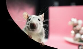 Žiurkė. Pexels nuotr.