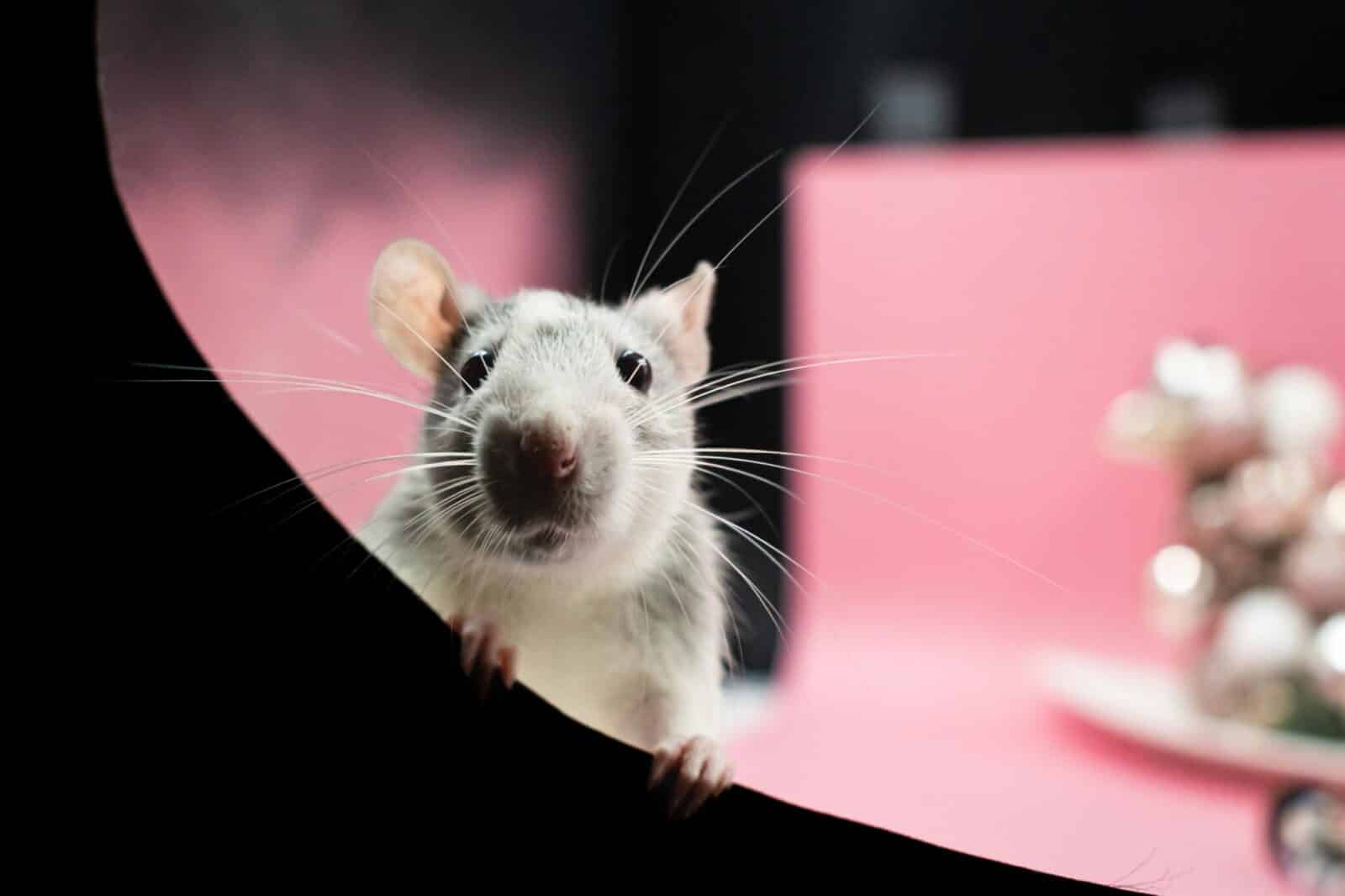 Mokslininkai priėjo netikėtą išvadą: eksperimentas baigėsi tuo, ko niekas nenorėjo pripažinti