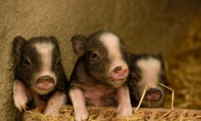 Paršeliai. Pexels nuotr.