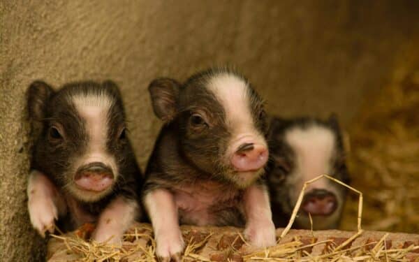 Gyvūnų apsauga spaudžia pokyčius: paršelių kastravimas be nuskausminamųjų gali išnykti