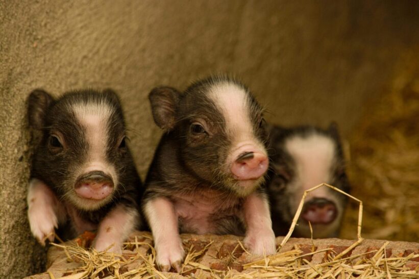 Paršeliai. Pexels nuotr.