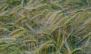 Miežiai. Pexels nuotr.