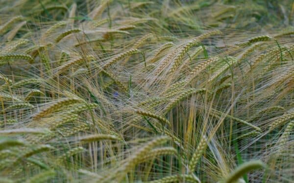 Ūkininkai daro šią klaidą per dažnai: kaip neprarasti pelno auginant miežius?