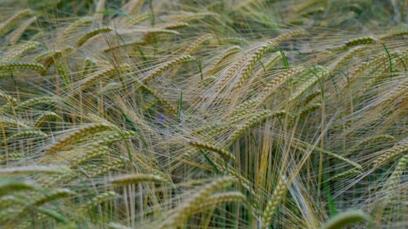 Ūkininkai daro šią klaidą per dažnai: kaip neprarasti pelno auginant miežius?