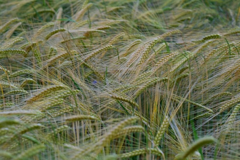 Miežiai. Pexels nuotr.