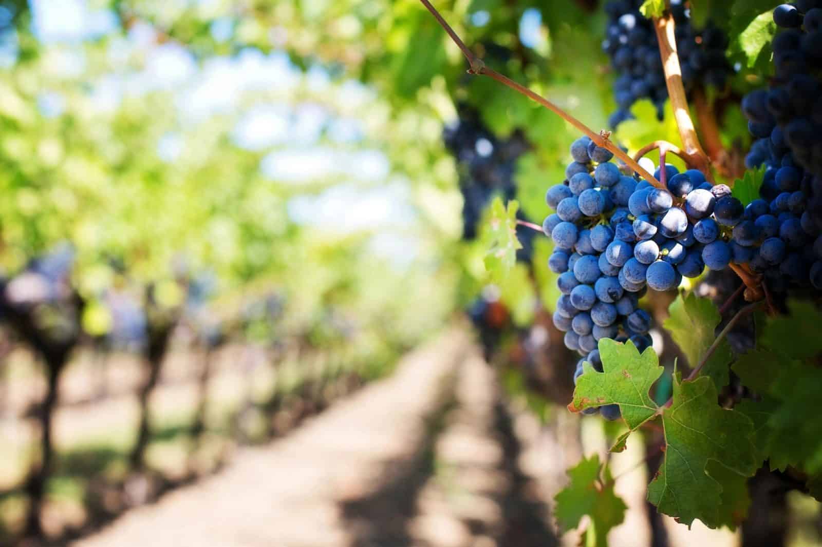 Senovinis radinys nustebino mokslininkus: „Pinot Noir“ istorija ilgesnė nei manyta