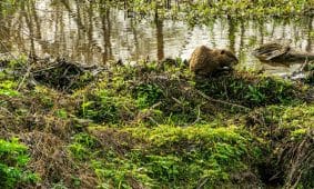 Bebras. Pexels nuotr.