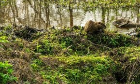 Bebras. Pexels nuotr.