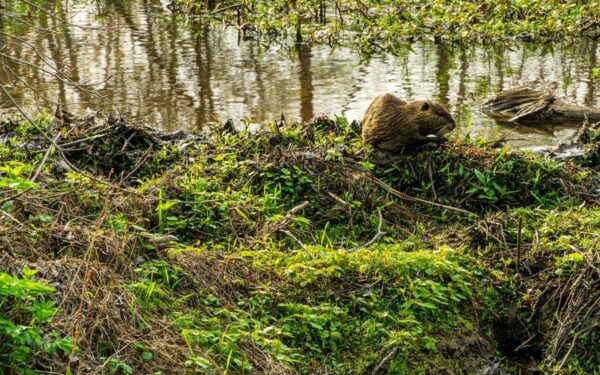 Pastebėjote bebrų veiklą prie savo sklypo? Štai kada tai gali virsti rimtomis problemomis