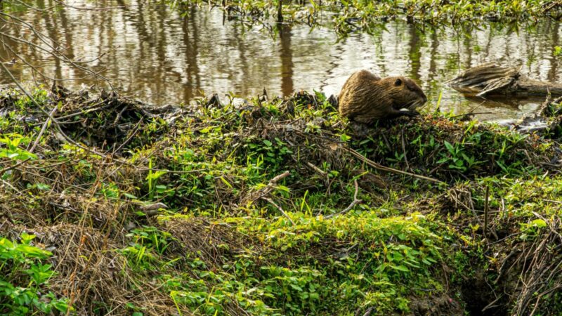 Pastebėjote bebrų veiklą prie savo sklypo? Štai kada tai gali virsti rimtomis problemomis