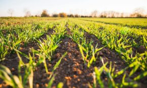 Ūkis. Pexels nuotr.