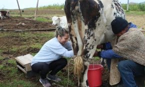 Pieno ūkis. Pexels nuotr.