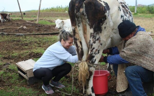 Raciono sprendimai, kurie lemia pieno ūkio pelningumą: mažiau chaoso, daugiau stabilumo