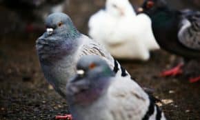 Balandžiai. Pexels nuotr.