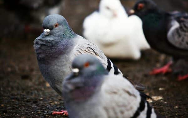 Verslai susiduria su paukščių problema: pasekmės gali virsti realiais nuostoliais