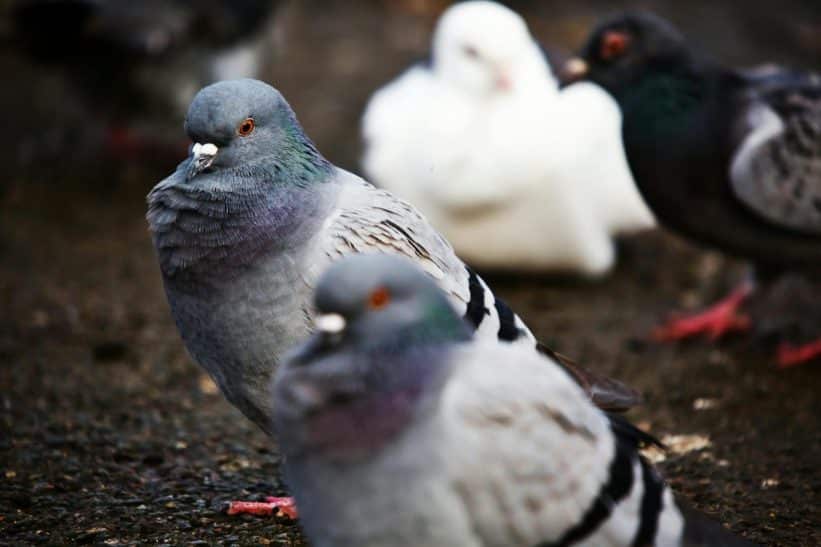 Balandžiai. Pexels nuotr.