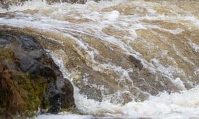 Neršiančios lašišos. ELTA / Orestas Gurevičius nuotr.