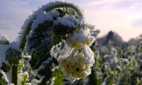 Šalna. Pixabay nuotr.