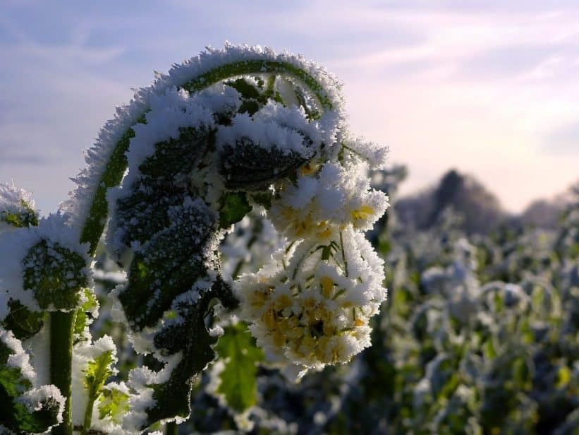 Šalna. Pixabay nuotr.