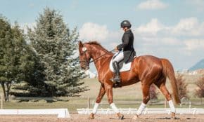 man in black helmet riding brown horse during daytime