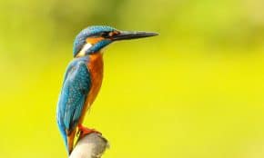 Paukštis. Unsplash nuotr.