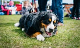 Šuo. Unsplash nuotr.