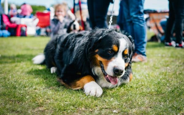 Šunys ir katės iš Rytų kelia nerimą: kas nepastebint gali patekti į Europą?