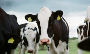 Karvė. Unsplash nuotr.