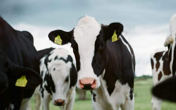 Maistas taps prabanga? ES planai grasina sukelti audrą visoje Europoje