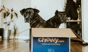 Augintiniai. „Chewy“ nuotr.