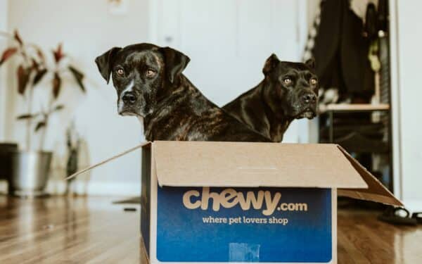 Augintinių verslas klesti, bet akcijos krenta, kas vyksta su bendrove „Chewy“?