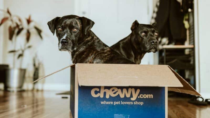 Augintinių verslas klesti, bet akcijos krenta, kas vyksta su bendrove „Chewy“?