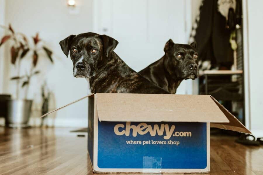 Augintiniai. „Chewy“ nuotr.