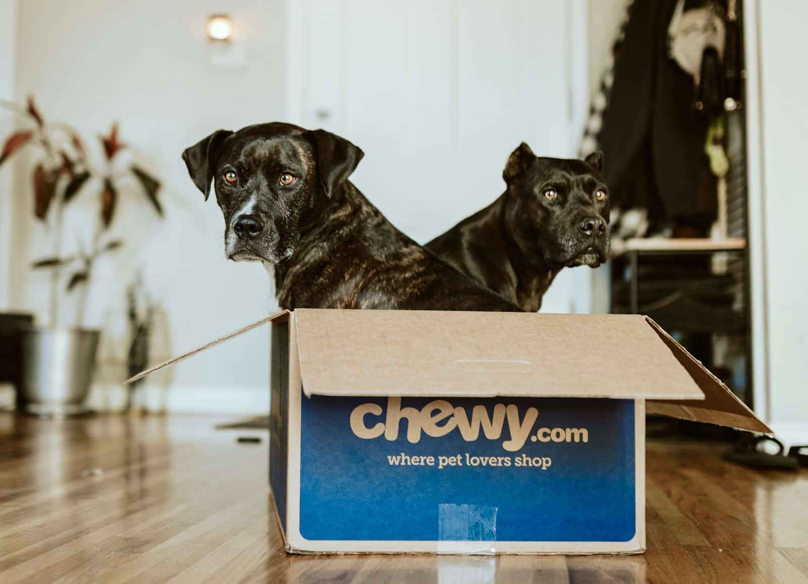 Augintinių verslas klesti, bet akcijos krenta, kas vyksta su bendrove „Chewy“?