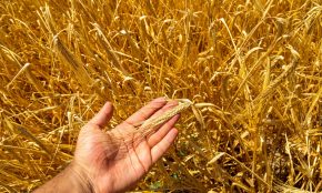 Grūdai. Unsplash nuotr.