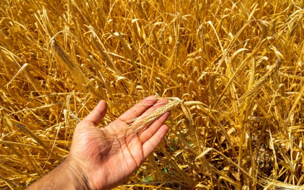 Staigus kainų šuolis žemės ūkio rinkose: analitikai kalba apie pavojingą tendenciją