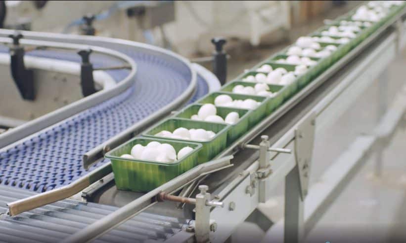 Pievagrybiai. „Baltic Champs“ nuotr.