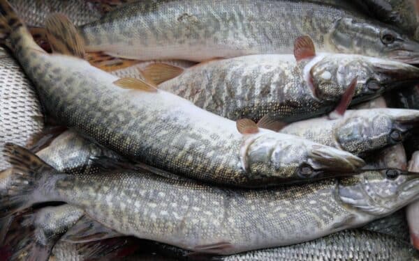 Kuršių mariose laimikiai smuko: per metus sugauta 300 tonų mažiau žuvų