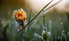 Rytinės šalnos. ELTA / Josvydas Elinskas nuotr.