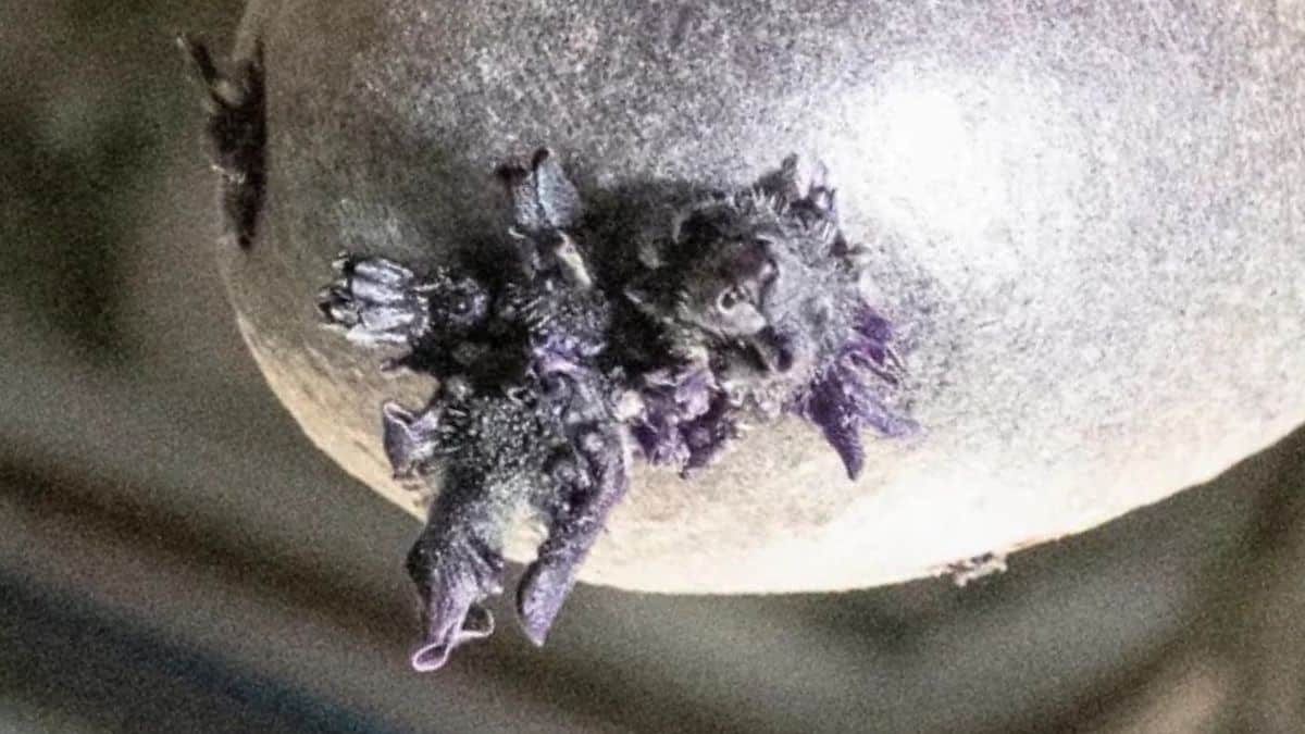 Keistas „padaras“ kosmose sukėlė ažiotažą: paaiškėjo, kas iš tiesų buvo nuotraukoje