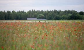 Žydinčių aguonų laukas Trakų raj. ELTA / Orestas Gurevičius nuotr.