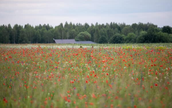Trąšos jau beriamos, bet efektas vėluos: ką svarbu žinoti ūkininkams dabar?