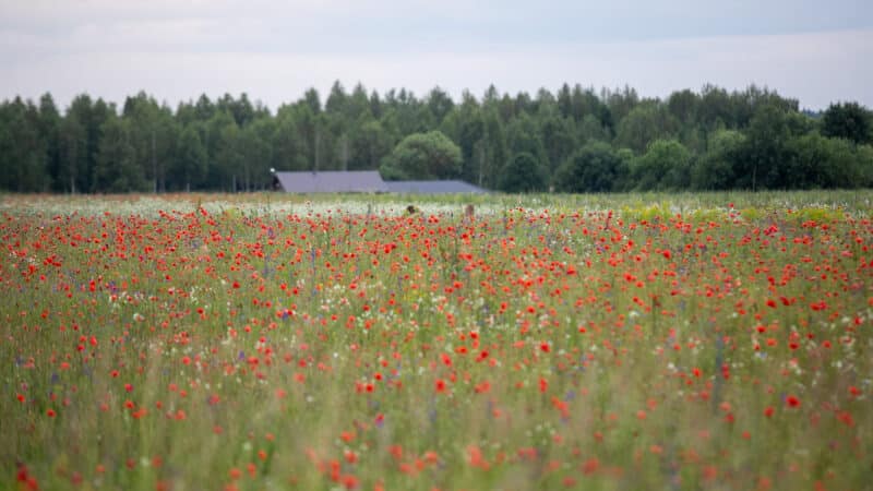 Trąšos jau beriamos, bet efektas vėluos: ką svarbu žinoti ūkininkams dabar?